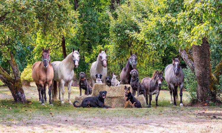 Farm Animal Photography by Tasha Hall