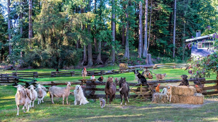 Farm Animal Photography by Tasha Hall