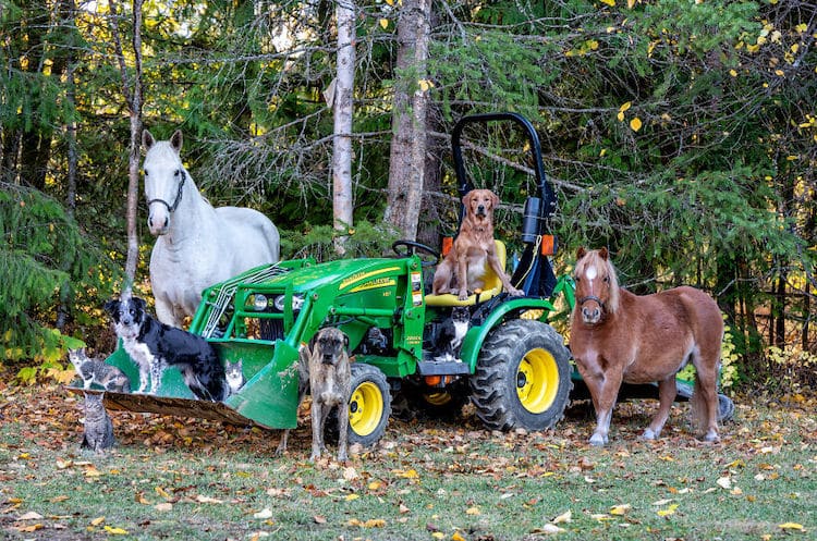 Farm Animal Photography by Tasha Hall