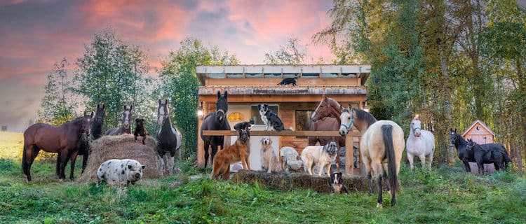 Farm Animal Photography by Tasha Hall