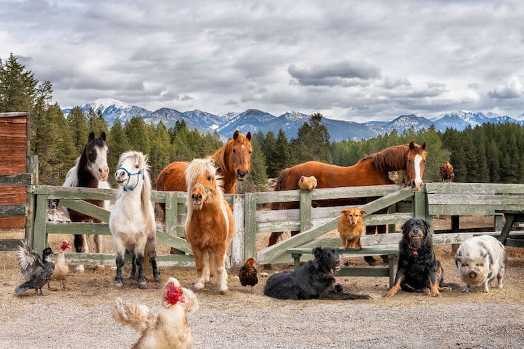 Farm Animal Photography by Tasha Hall