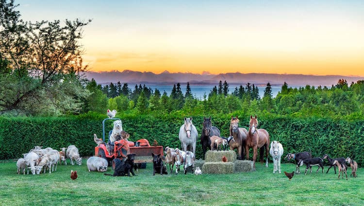 Farm Animal Photography by Tasha Hall