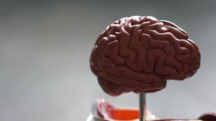 model of human brain