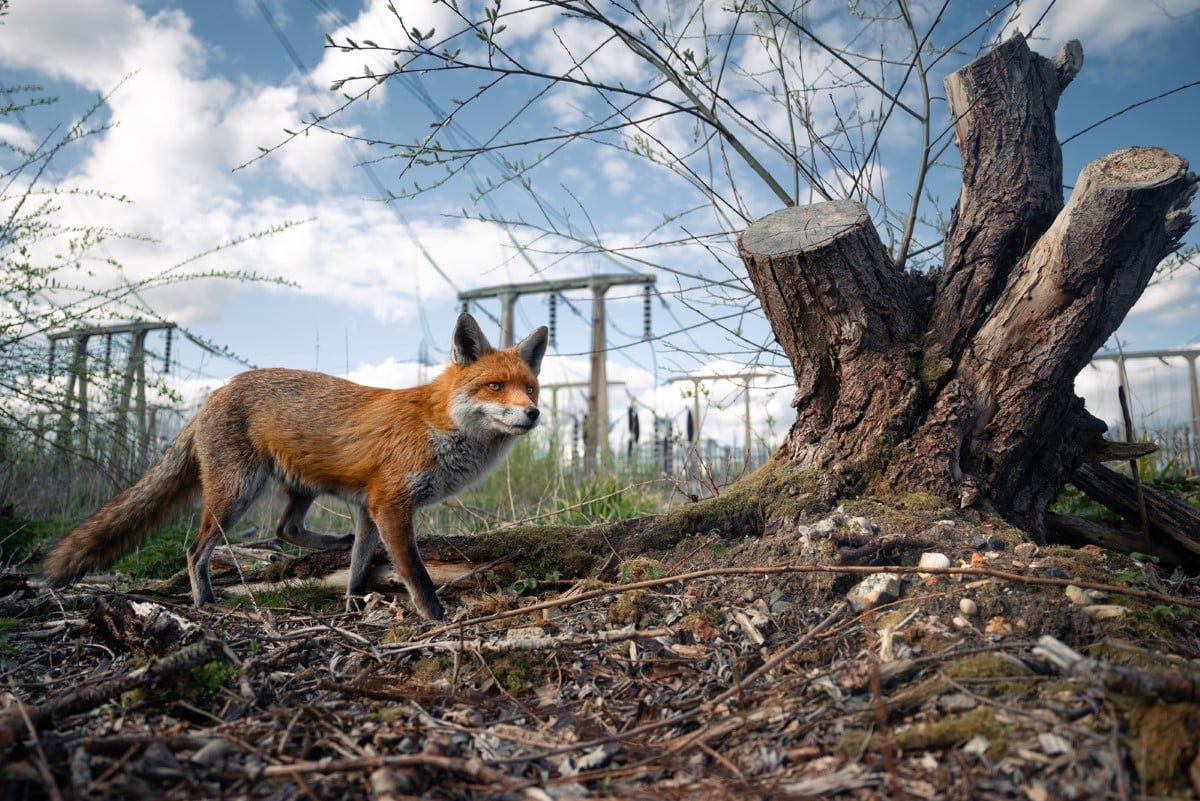 Red Fox in Urban Area in England