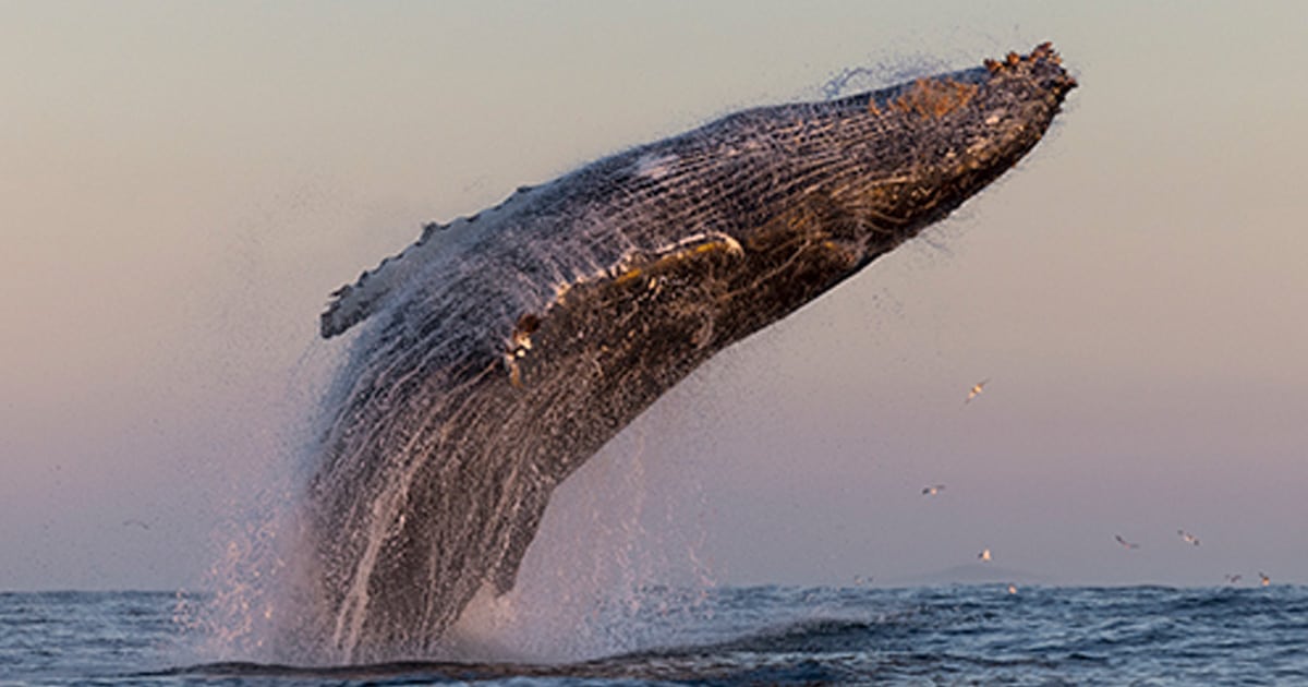 chris-fallows-whale-photography-thumbnail.jpg - ViralBandit