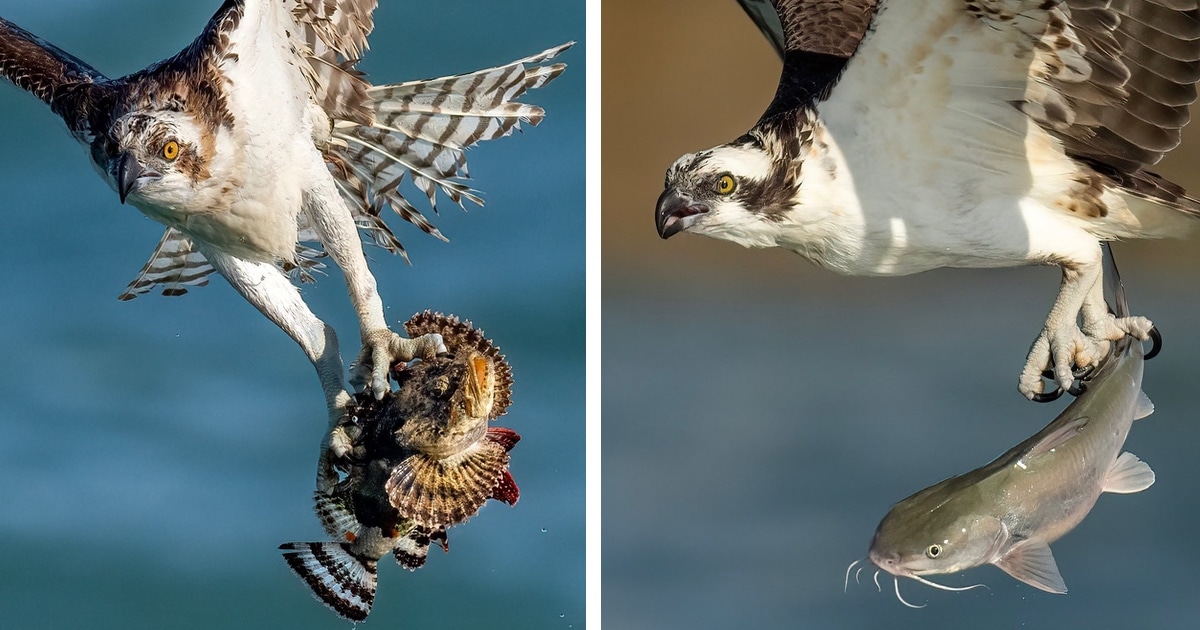 osprey-hunting-mark-smith-thumbnail-2.jpg - ViralBandit