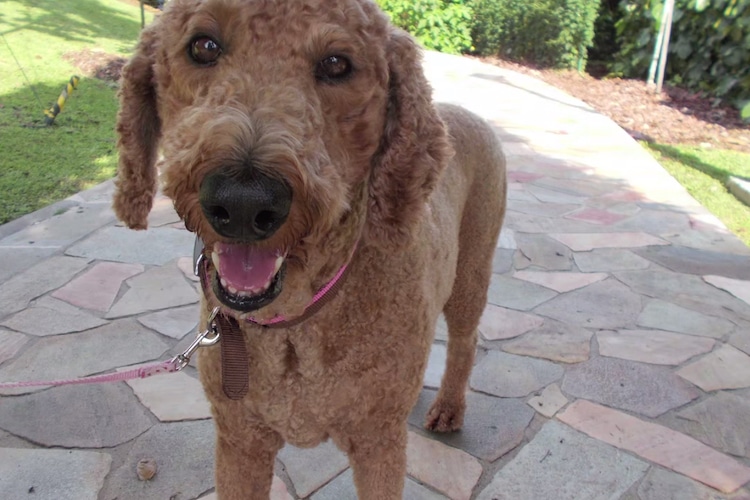 Happy sand-colored dog