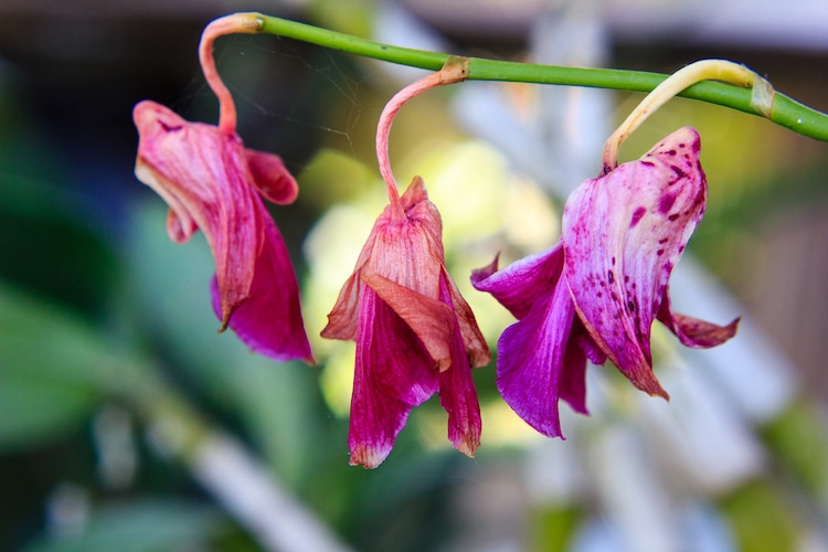 Close up of dried orchid flower