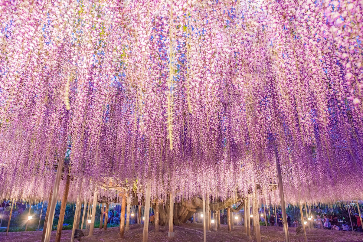 Wisteria Tree in Japan