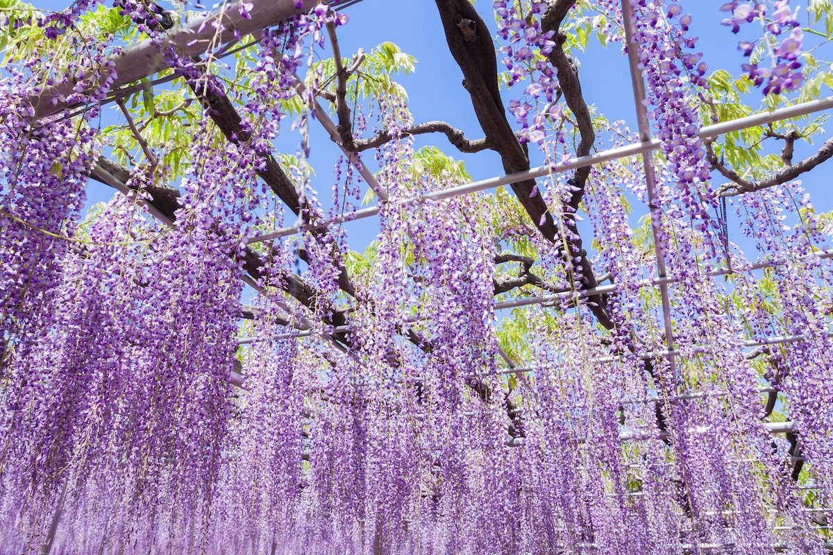 Wisteria Tree in Japan