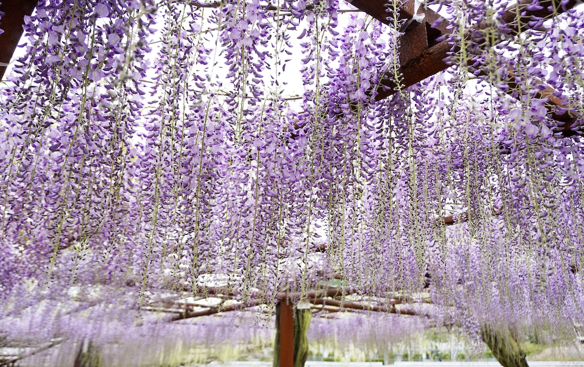 Wisteria Tree in Japan