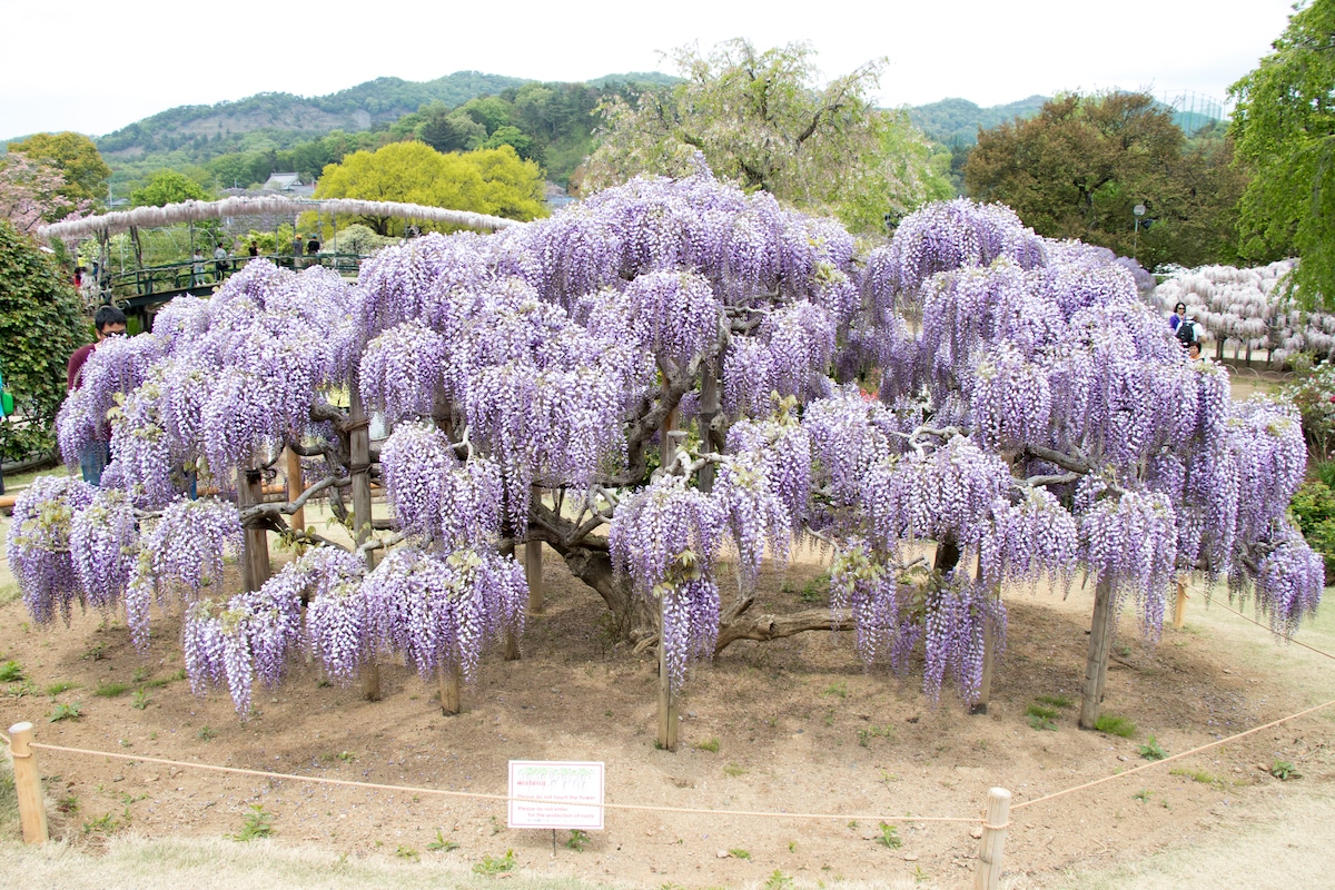 Wisteria Tree in Japan