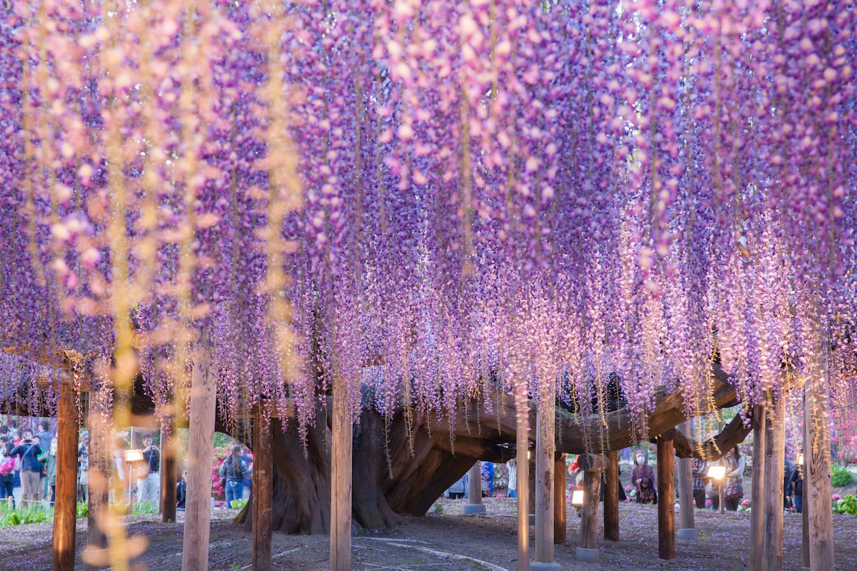 Wisteria Tree in Japan