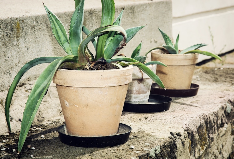 Plants Cry When Stressed