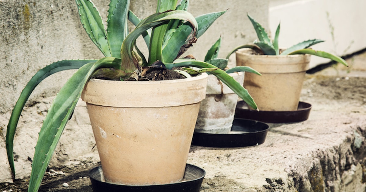 plants-cry-when-stressed-fb-thumbnail.jpg - ViralBandit