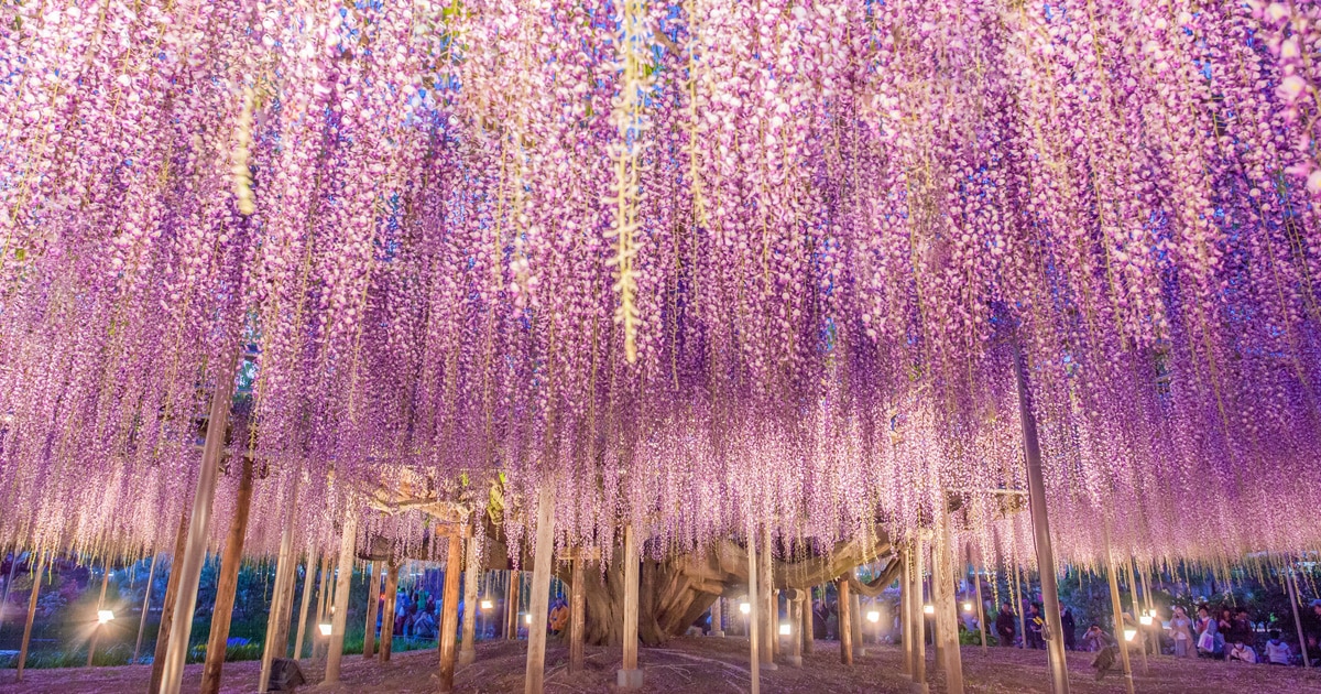 wisteria-trees-spring-2023-thumbnail.jpg - ViralBandit