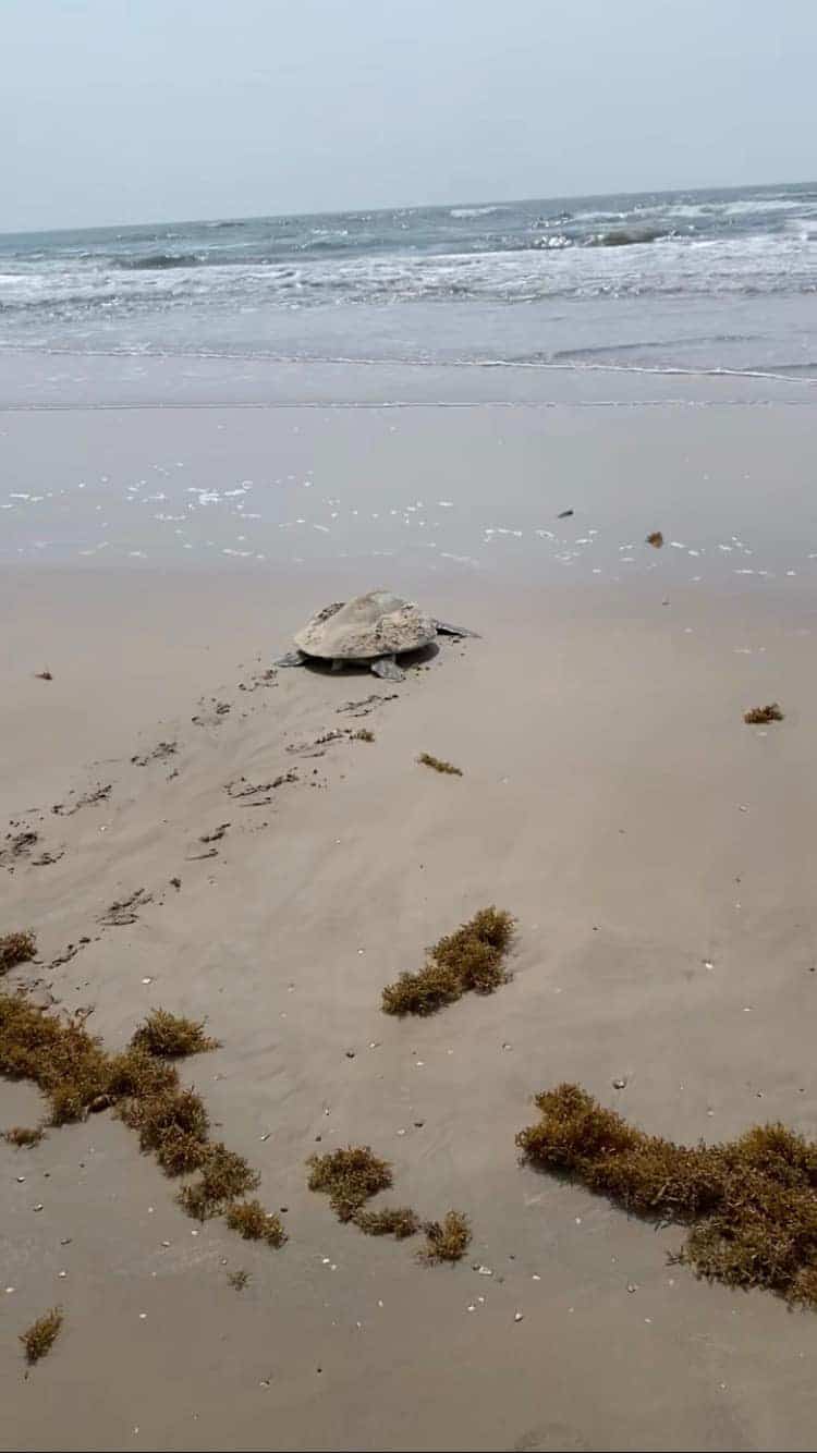 Texas Turtle Research Center Announces First Kemp’s Ridley Sea Turtle Nest of Season
