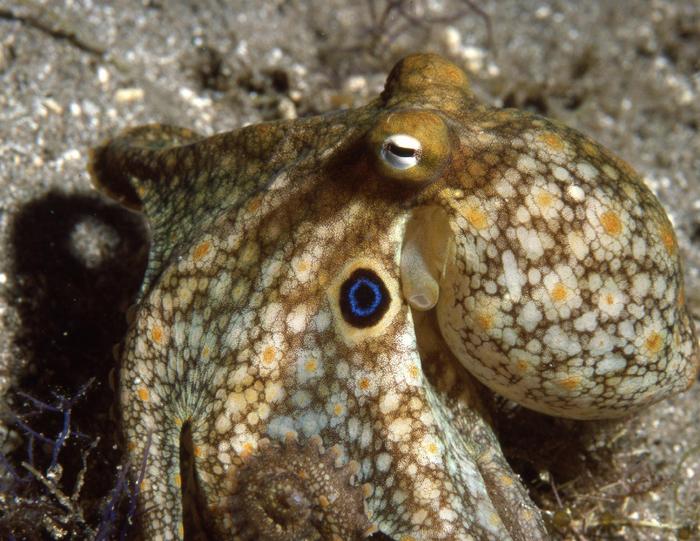 California Two Spot Octopus