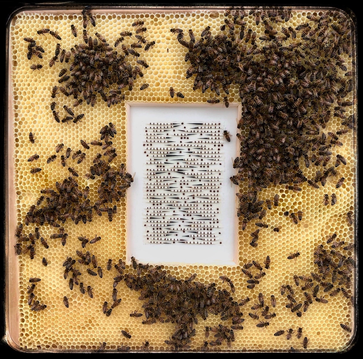 Bee Collaboration Art by Ava Roth
