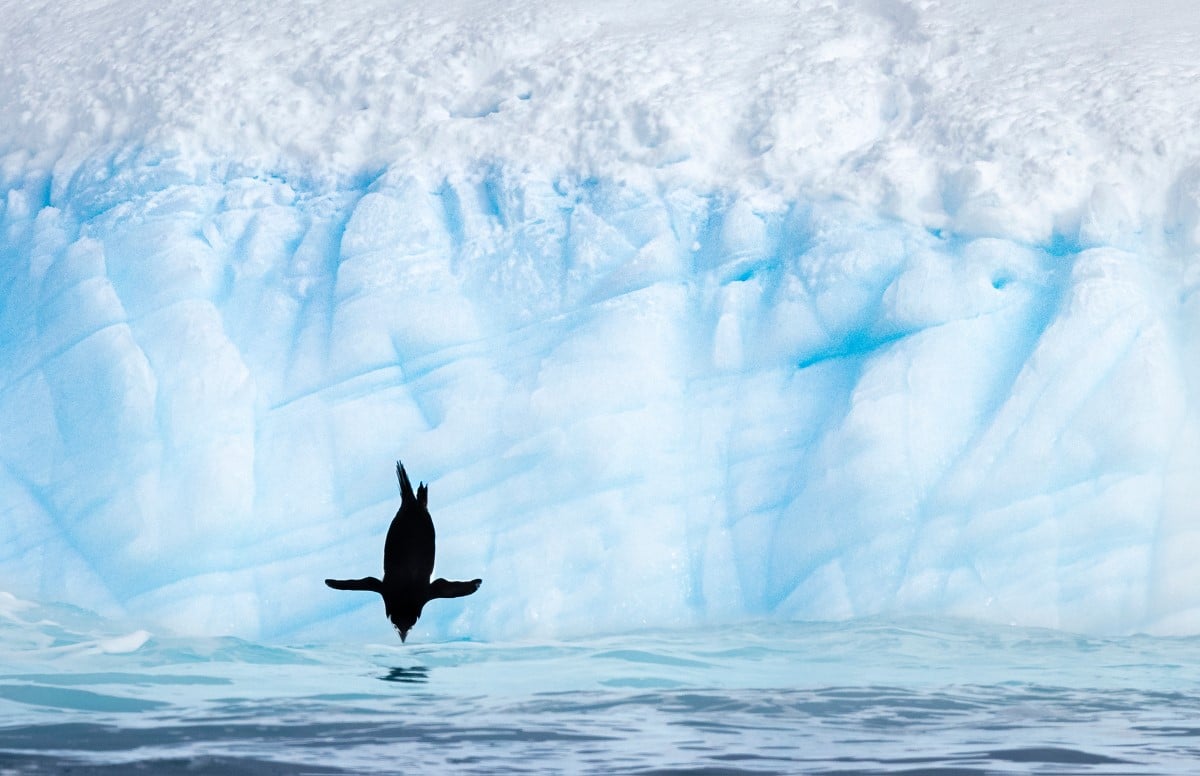 Chinstrap penguin diving from an iceberg into the water