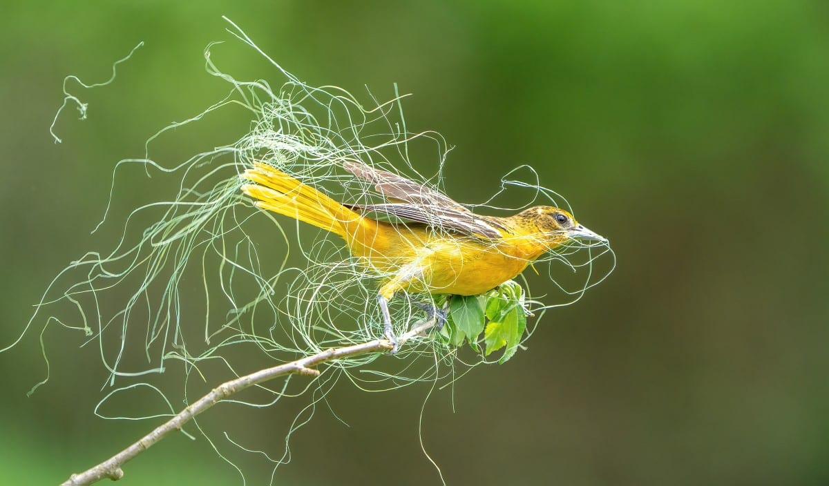 Female Baltimore Oriole sitting on a perch with grass in her bill