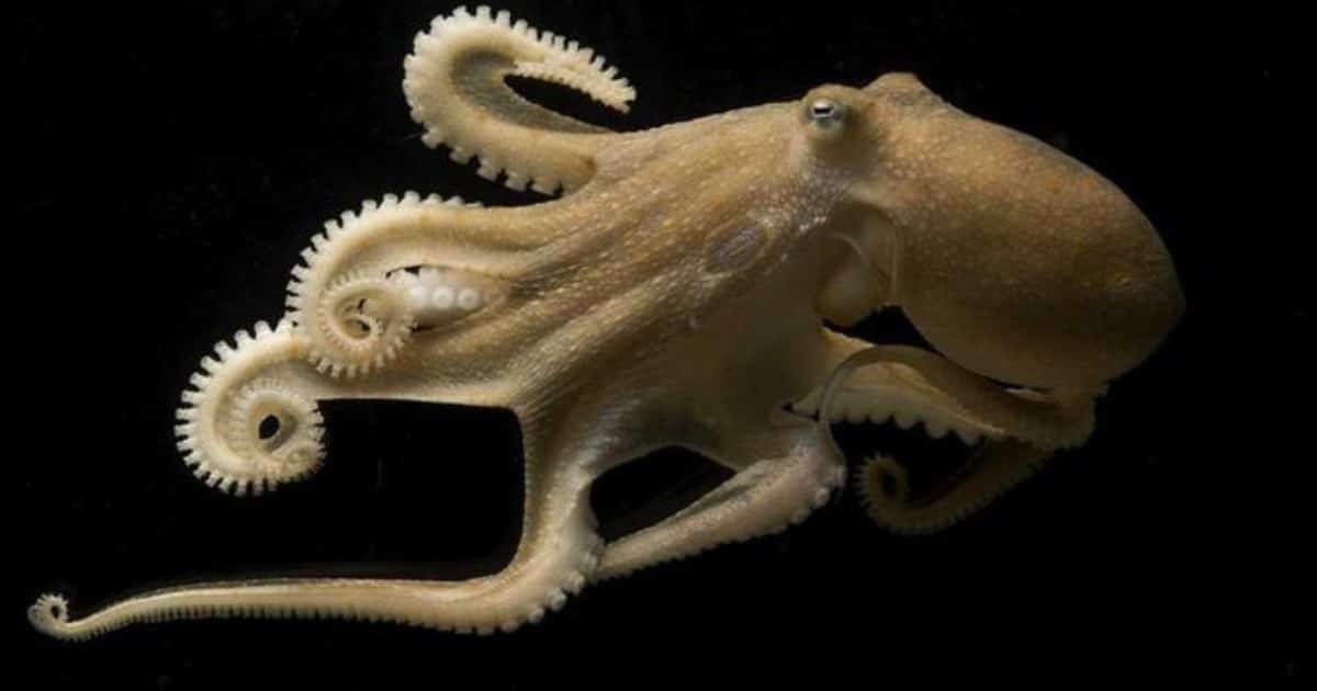 California-two-spot-octopus-thumbnail.jpg - ViralBandit