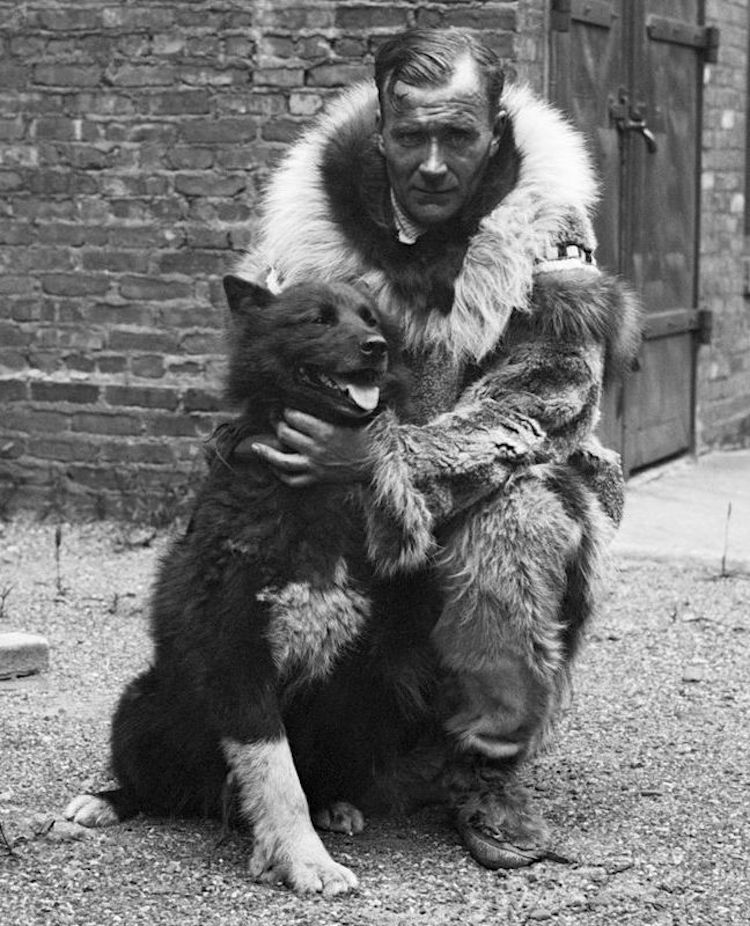 Photo of Balto the Sled Dog