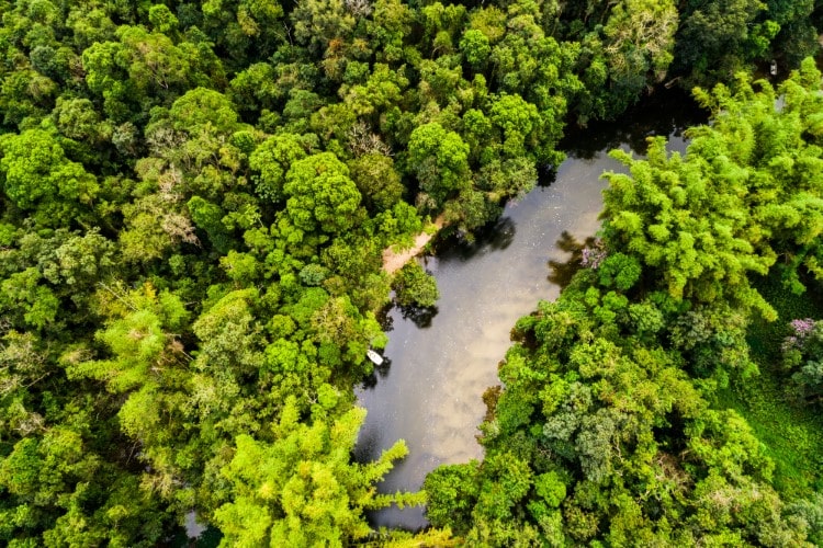 Aerial view of the Amazon Rainforest