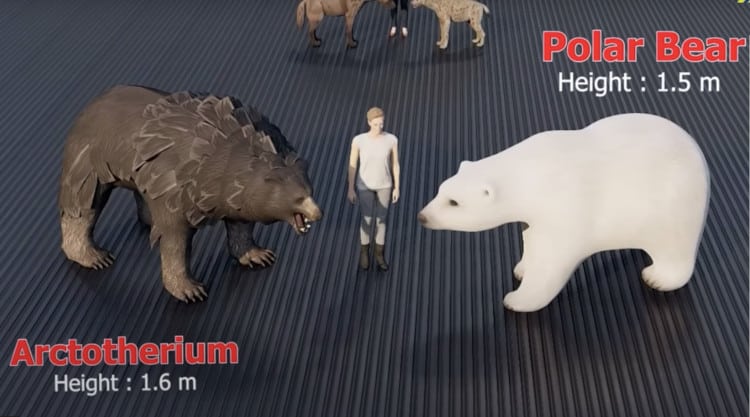 animation showing size comparison of polar bear and extinct ancestor