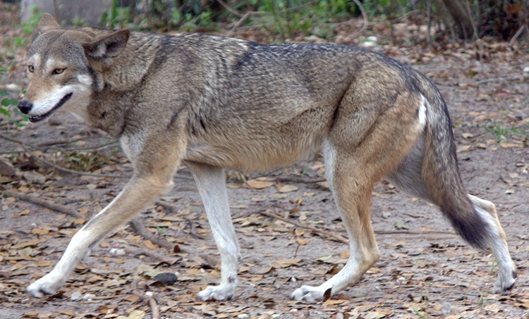 Adult Red Wolf