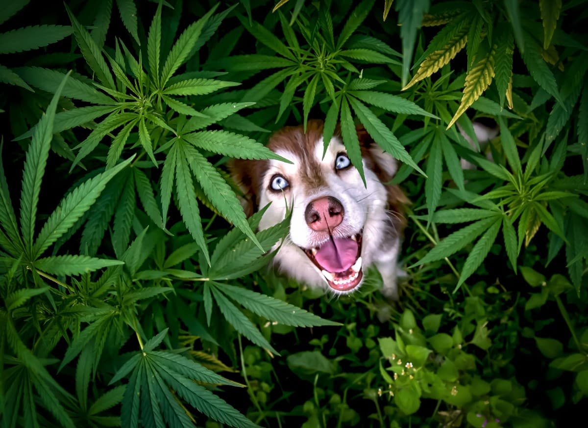 Overhead shot of dog smiling among hemp plants