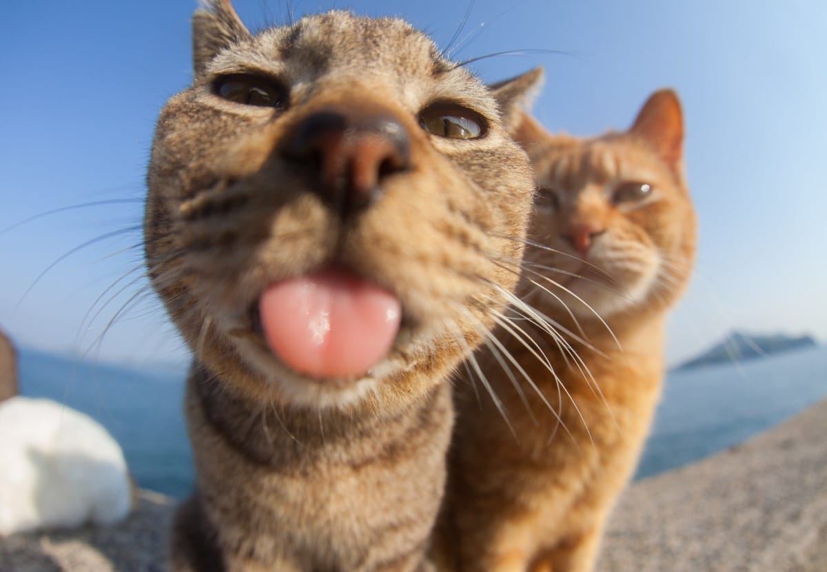 Cat sticking its tongue out