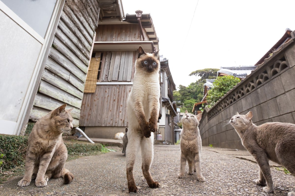 Cat standing on back legs surrounded by three other cats