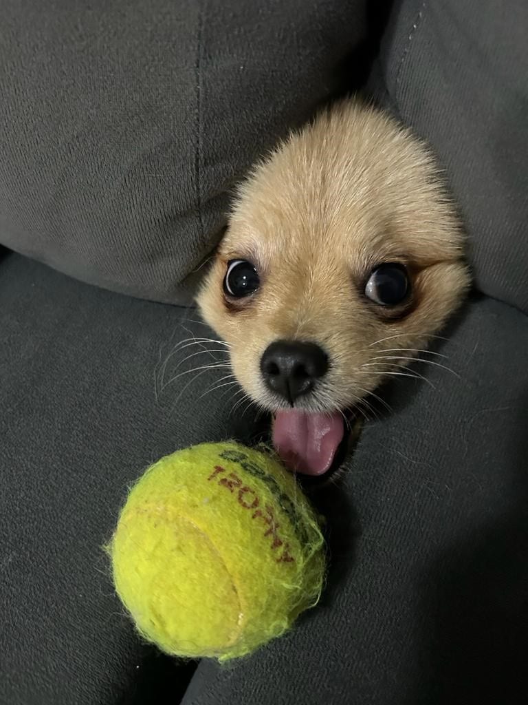 Dog Sticking His Head Out from The Couch to Get a Tennis Ball