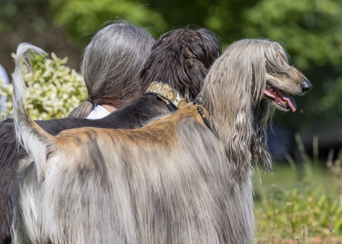 Women with Long Grey Hair That Matches Her Afghan Windhounds