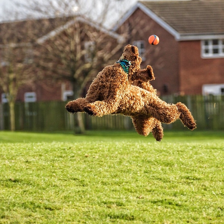 Dog leaping up attempting to catch a ball