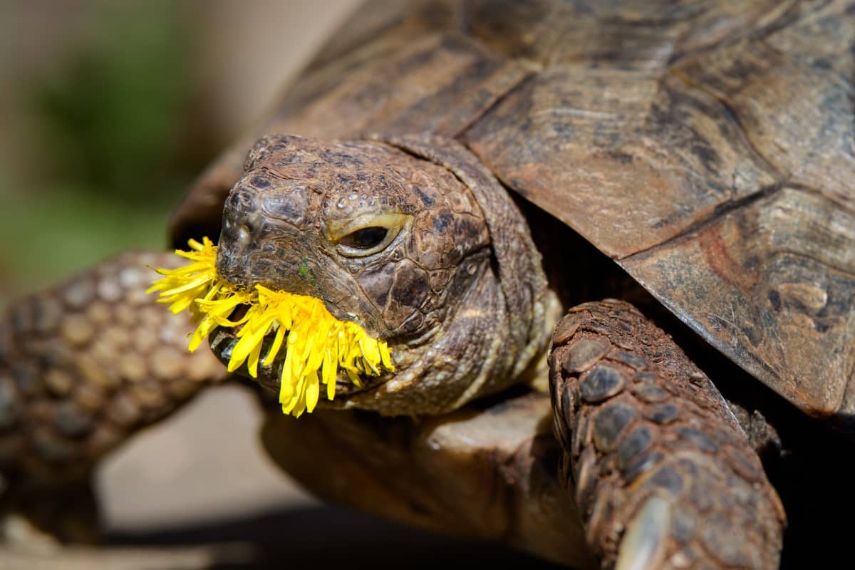 Mediterranean spur thighed tortoise eating a dandelion