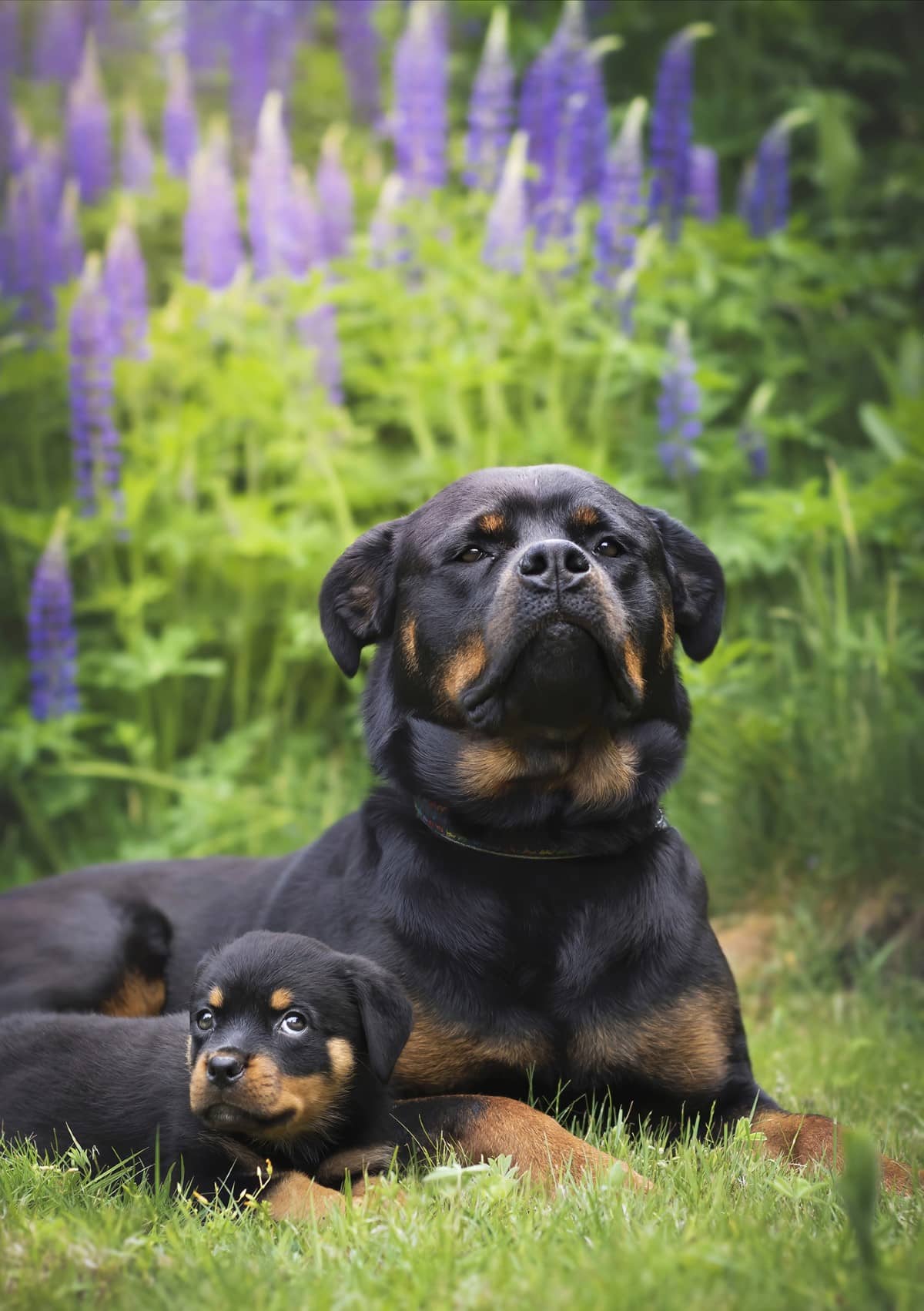 Rottweiller Puppy and Her Older Sister