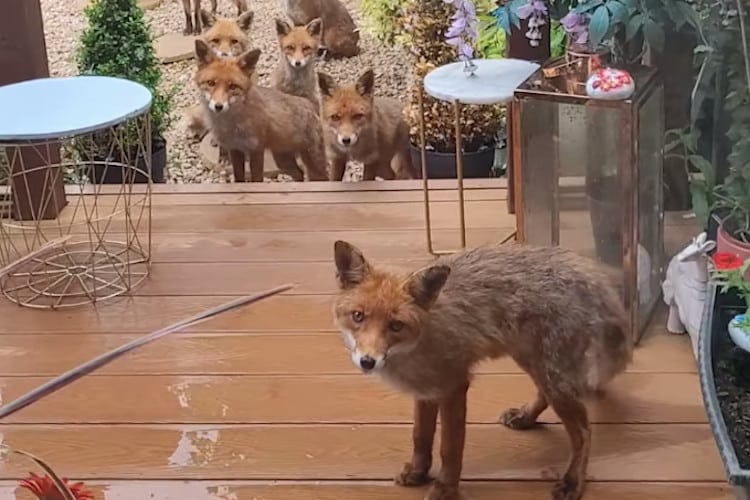 - ViralBandit A fox and his family stand on a wooden porch looking cute and waiting to be fed