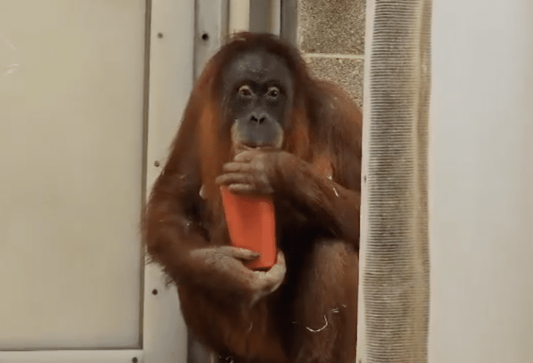 Orangutan's Morning Sickness is Cured by Pregnancy Tea