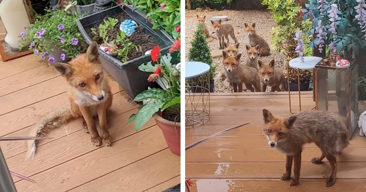 sharon-hughes-feeds-family-of-foxes-25-years-fb.jpg - ViralBandit