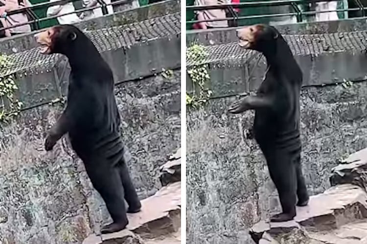 screenshots of video showing a sun bear in China that looks like a person in a costume