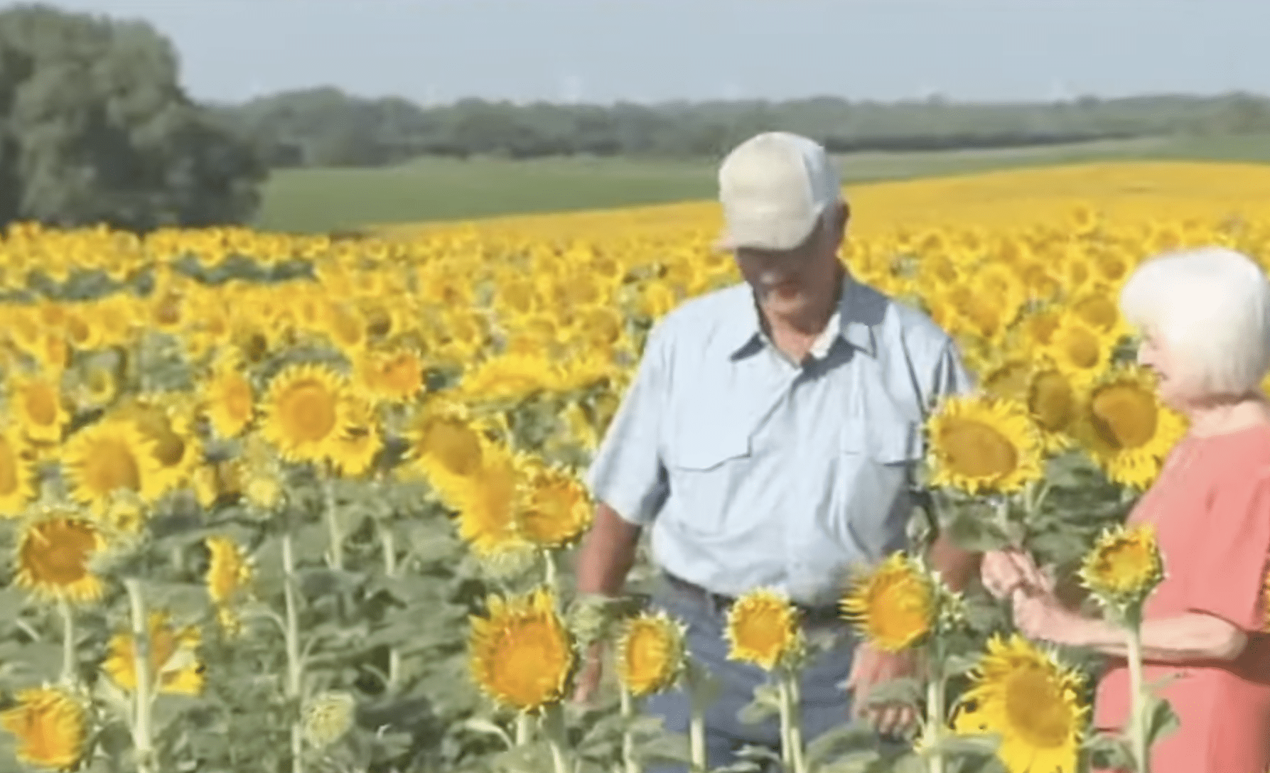 Husband Plants 1 Million Sunflowers for Wife