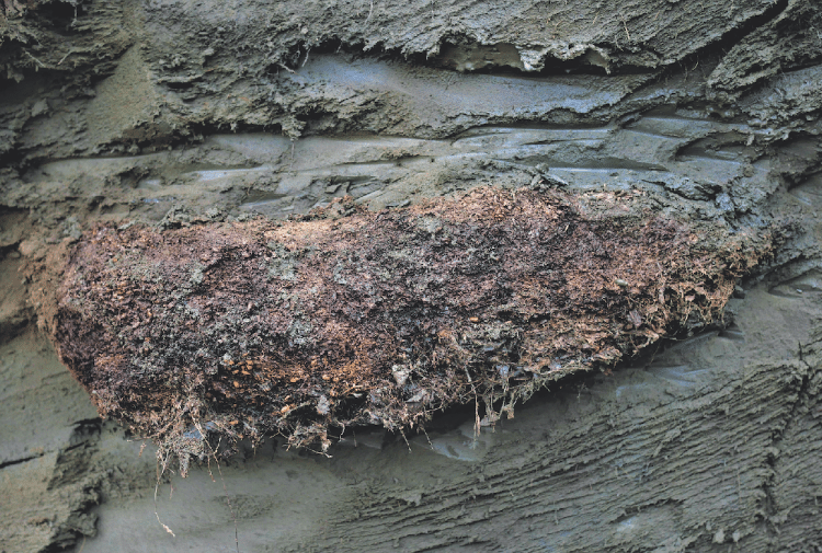 Siberian permafrost deposit