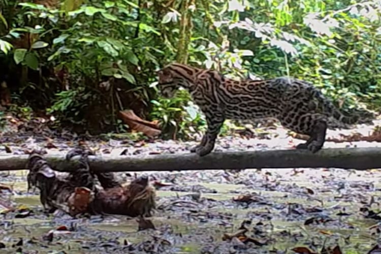 Ocelot stalks a sloth