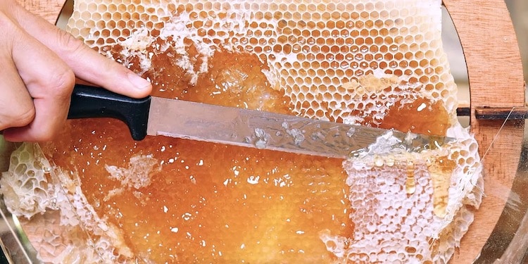 Transparent Beehive by IVRY-B