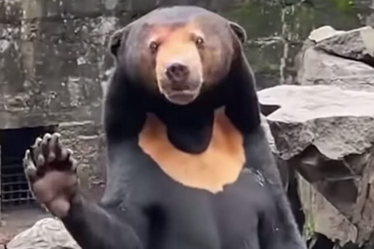 screenshots of video showing a sun bear in China that looks like a person in a costume