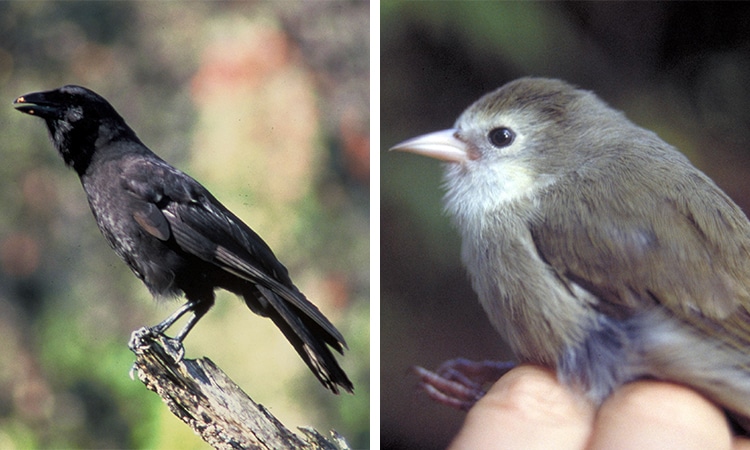 Rare Species of Birds in Hawaii