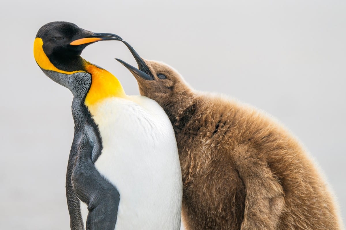 Adult and juvenile King Penguins