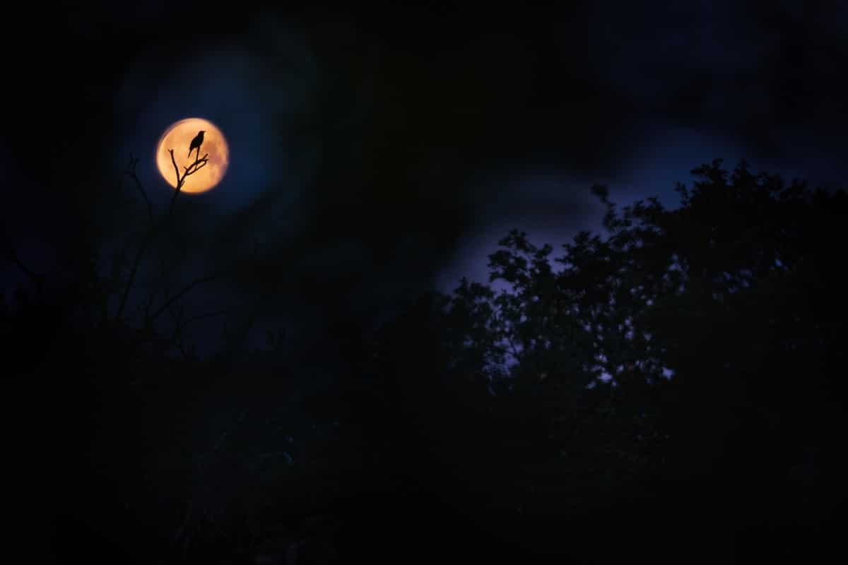 Silhouette of Eurasian Blackbird Against a Full Moon